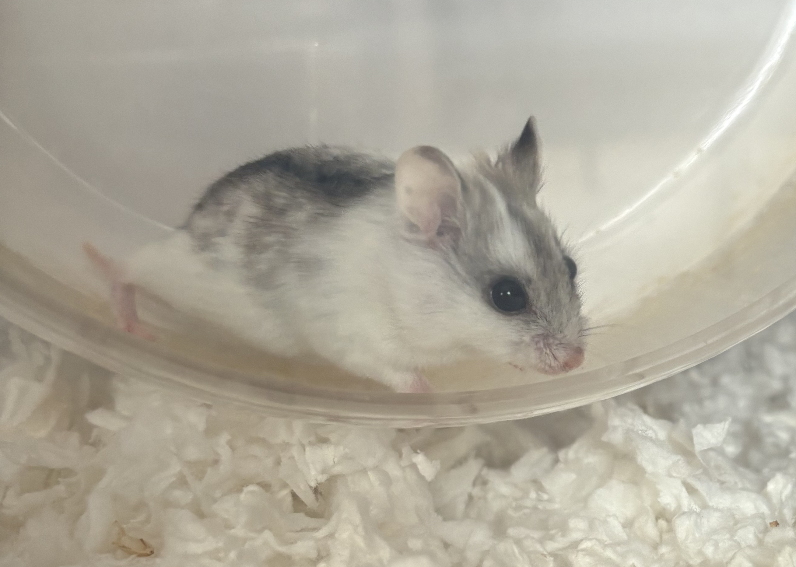 Noodle the hamster